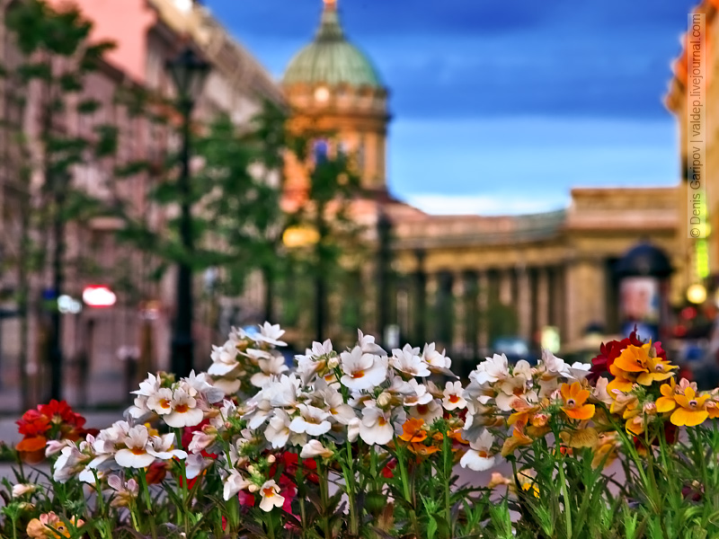 Цветущий Петербург